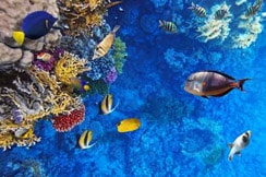 łazienka z dekorem szklanym Rafa koralowa